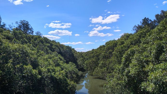 Badu Mangroves