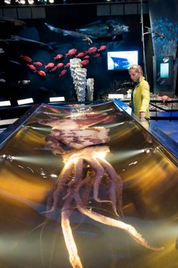 Colossal Squid