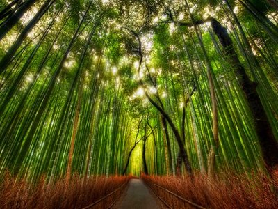 Sagano Bamboo Forest