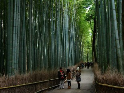 Sagano Bamboo Forest