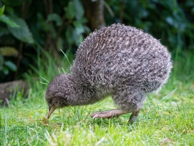 Kapiti Island Nature Reserve