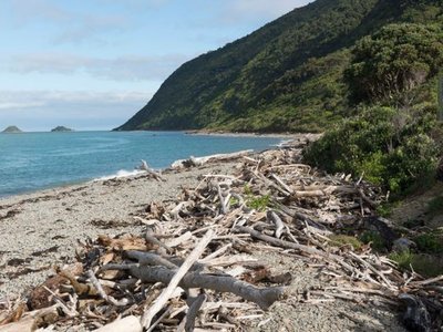 Kapiti Island Nature Reserve