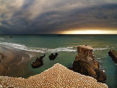 Muriwai Gannet Colony