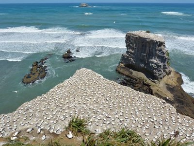 Muriwai Gannet Colony