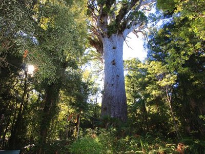Tāne Mahuta