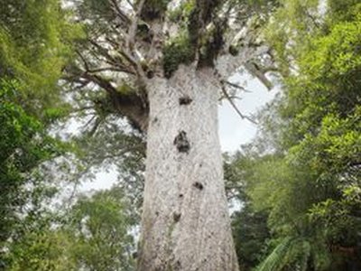 Tāne Mahuta