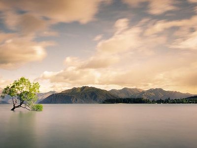 That Wanaka Tree