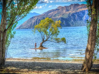 That Wanaka Tree