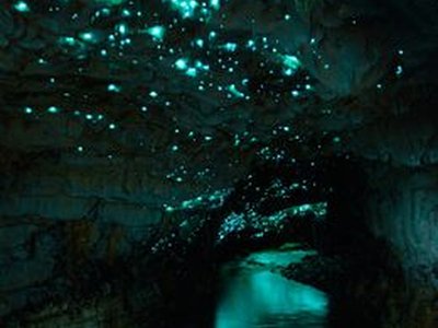 Waitomo Glowworm Caves
