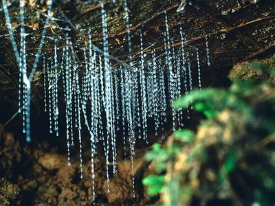 Waitomo Glowworm Caves