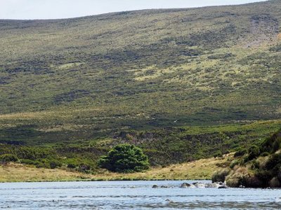 World's Loneliest Tree