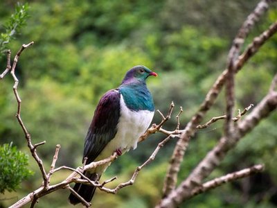 Zealandia
