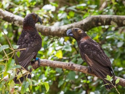 Zealandia