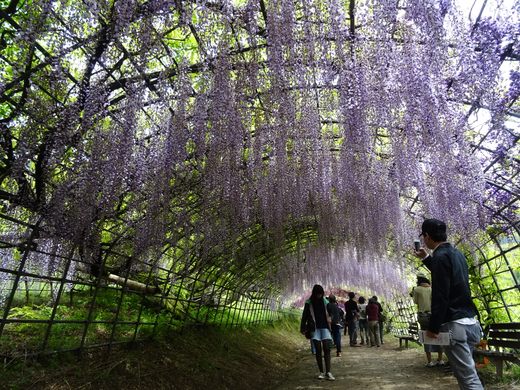 Wisteria Tunnel