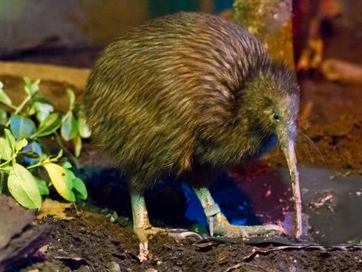 Kiwi North