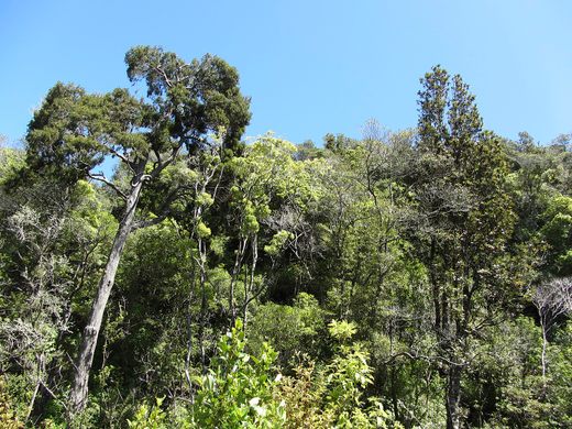 Moko Tree