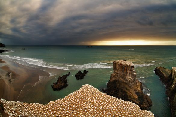 Muriwai Gannet Colony