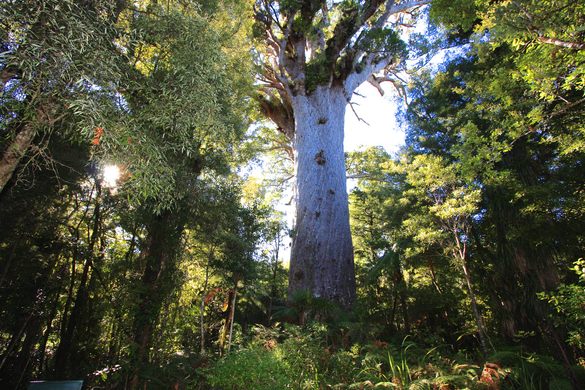 Tāne Mahuta
