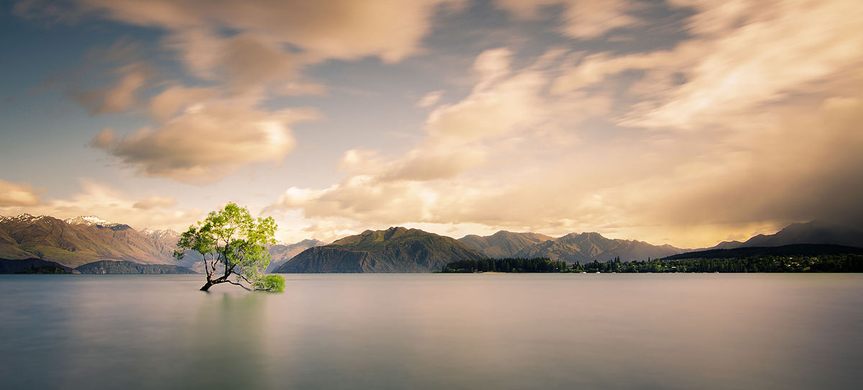 That Wanaka Tree
