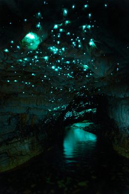 Waitomo Glowworm Caves