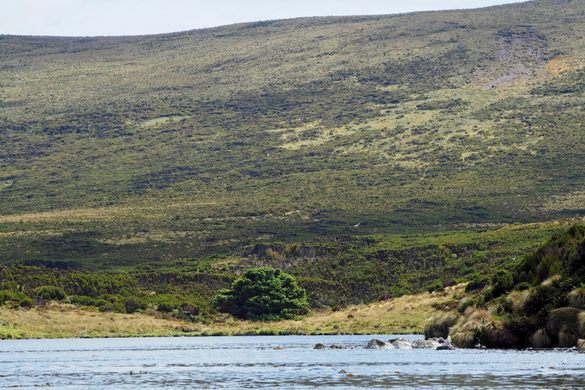 World's Loneliest Tree
