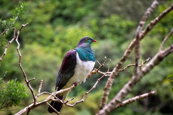 Zealandia